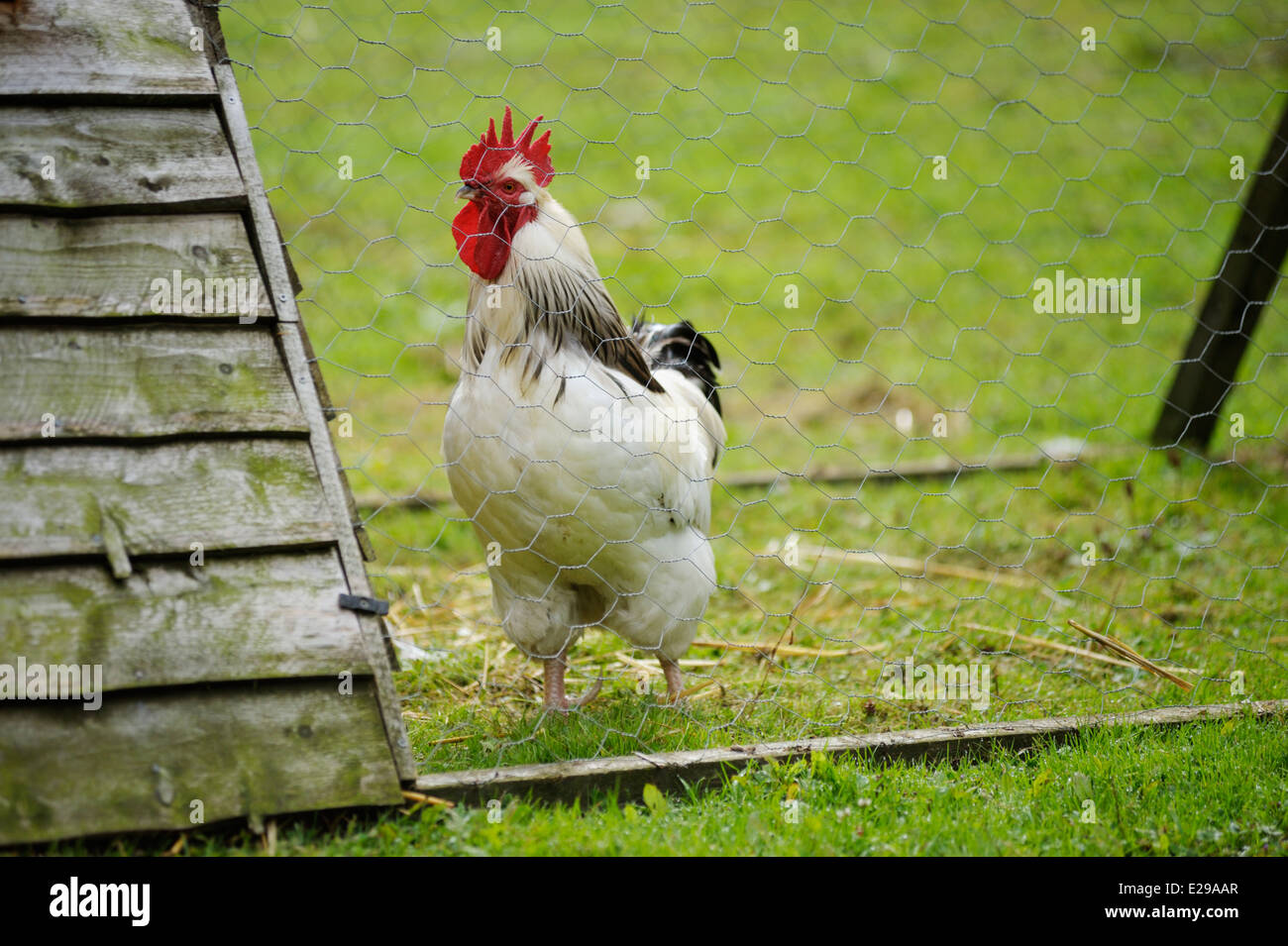 Light Sussex rooster in movable fold unit on grass range, Wales, UK. Stock Photo