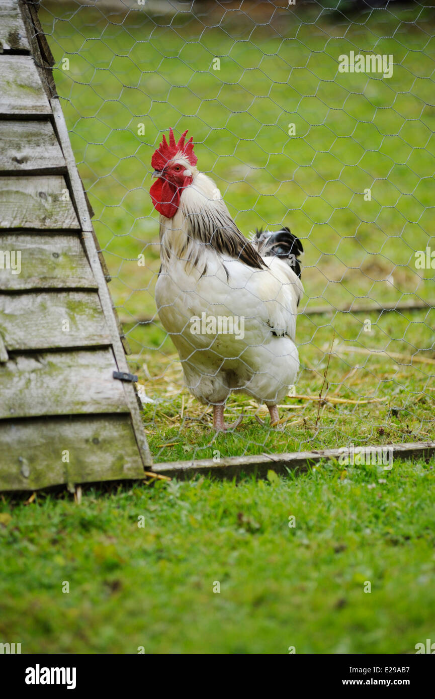 Light Sussex rooster in movable fold unit on grass range, Wales, UK. Stock Photo