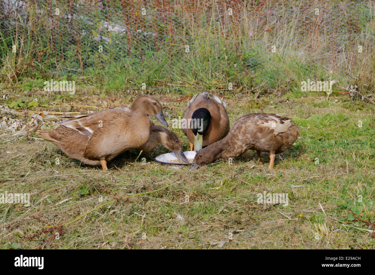 Khaki campbell duck hires stock photography and images Alamy