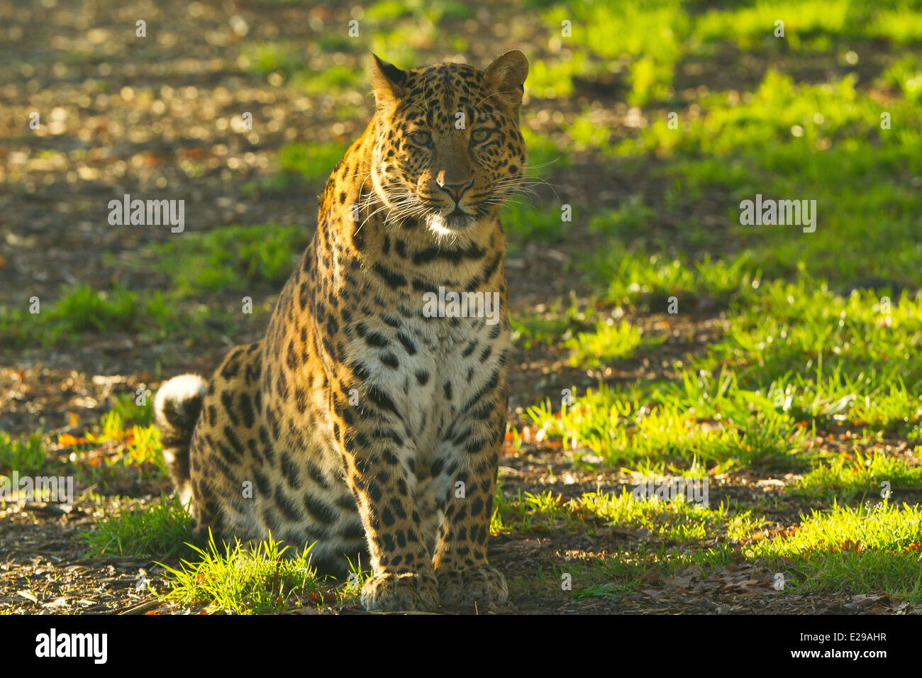 Chinese Leopard (Panthera pardus japonensis) Sitting Down Stock Photo