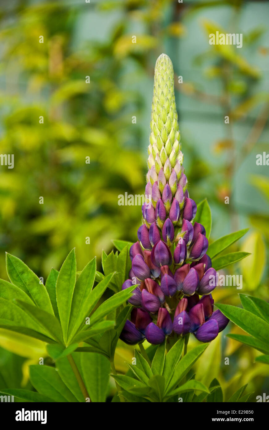A lupin flower head starting to bloom Stock Photo