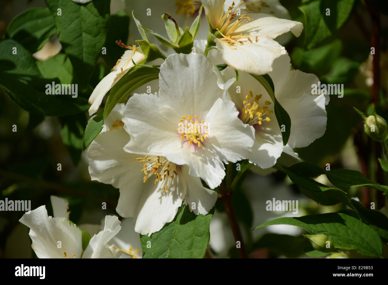 Close-up of fragrant white Mock Orange (Philadelphus) flowers Stock Photo