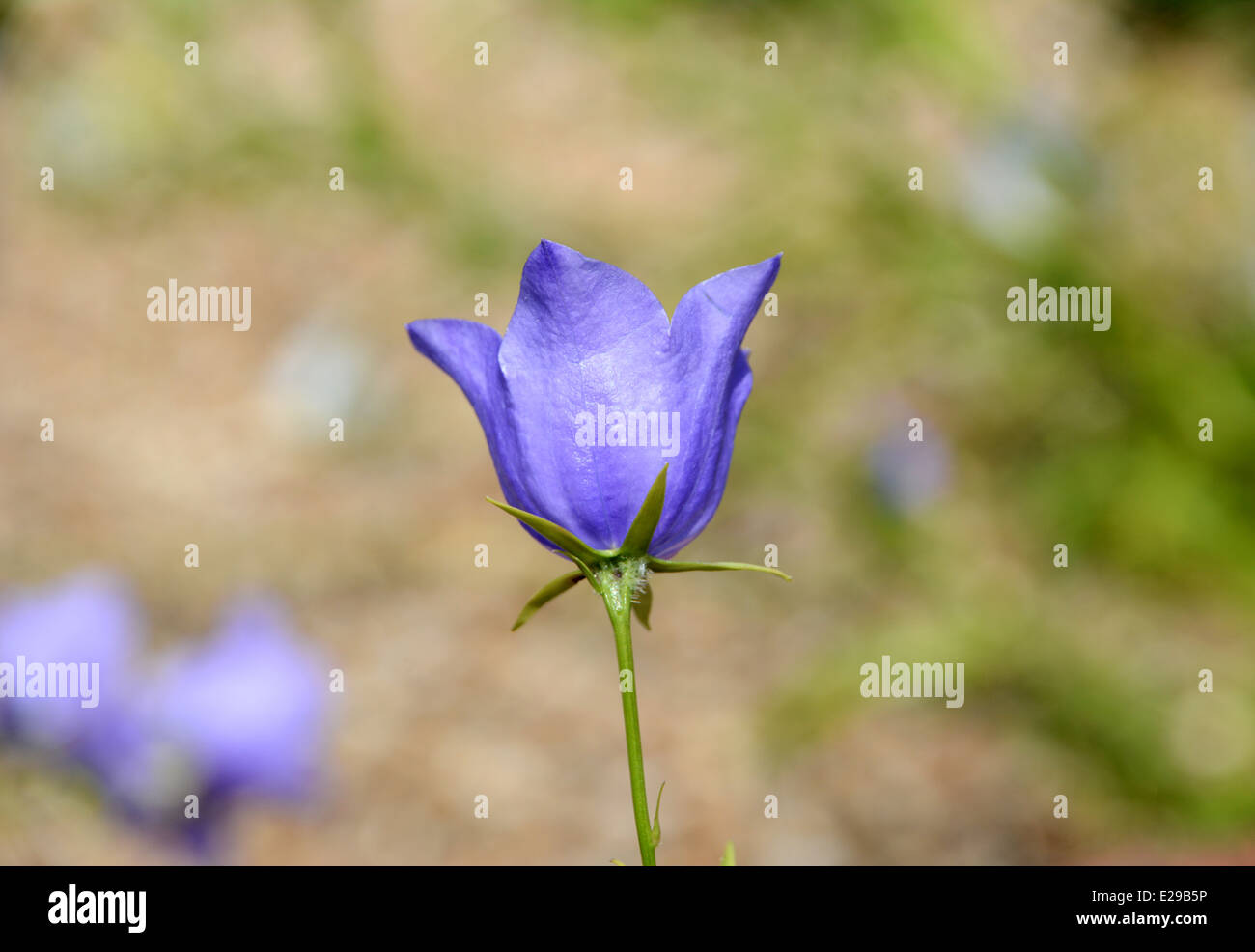 Profile of blue campanula flower in shallow focus Stock Photo