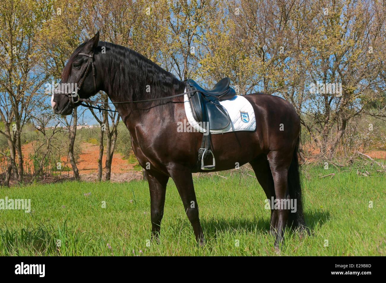 Equestrian school 'Riopudio' - horse, Espartinas, Seville-province, Region of Andalusia, Spain, Europe Stock Photo