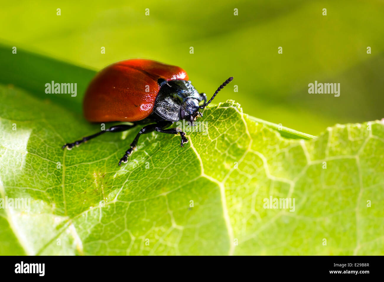 The Red Lily Beetle (Lilioceris lilii) Stock Photo