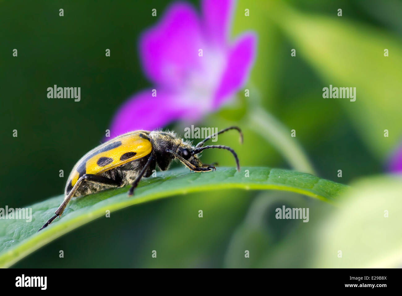 The blackspotted pliers support beetle, Rhagium mordax Stock Photo