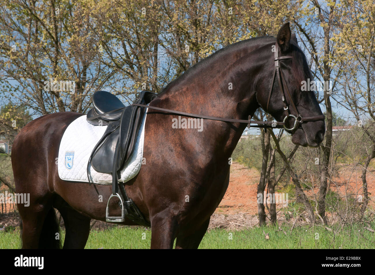 Equestrian school 'Riopudio' - horse, Espartinas, Seville-province, Region of Andalusia, Spain, Europe Stock Photo