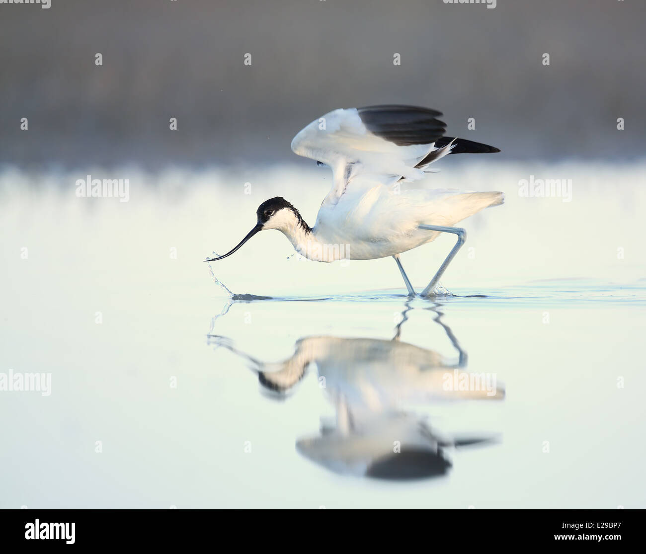 Delicate stem perch hi-res stock photography and images - Alamy