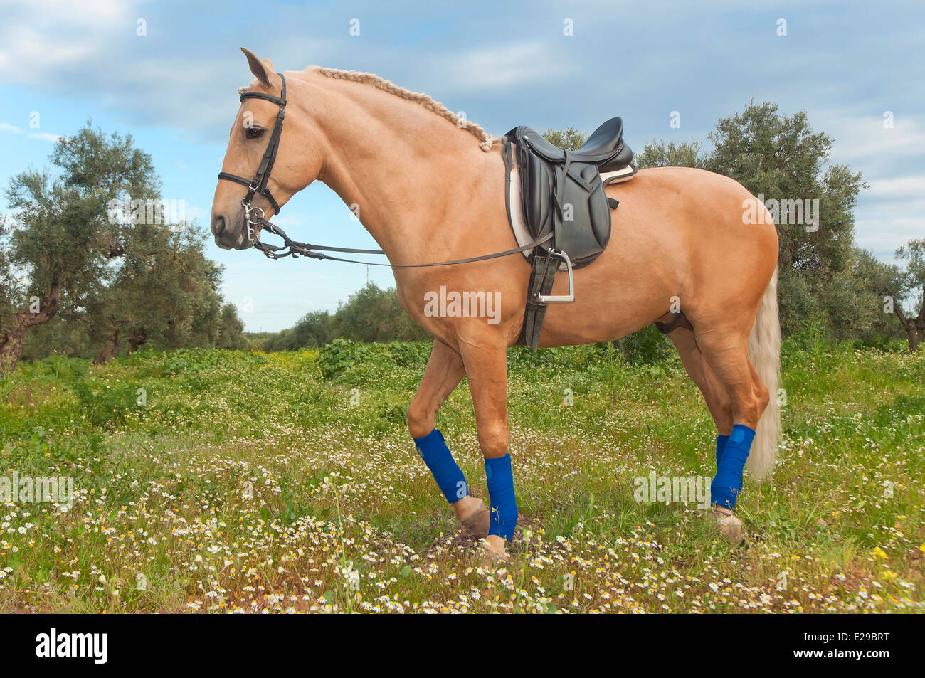 Equestrian Center 'El Acebuche' - tan horse, Bollullos de la Mitacion, Seville-province, Region of Andalusia, Spain, Europe Stock Photo