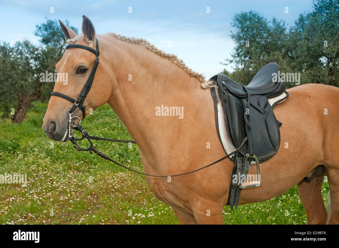 Equestrian Center 'El Acebuche' - tan horse, Bollullos de la Mitacion, Seville-province, Region of Andalusia, Spain, Europe Stock Photo