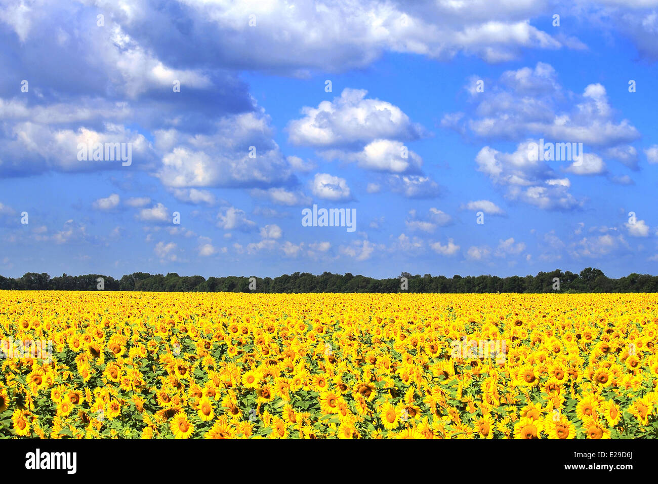 Sunflower field with cloudy blue sky outdoor Stock Photo - Alamy