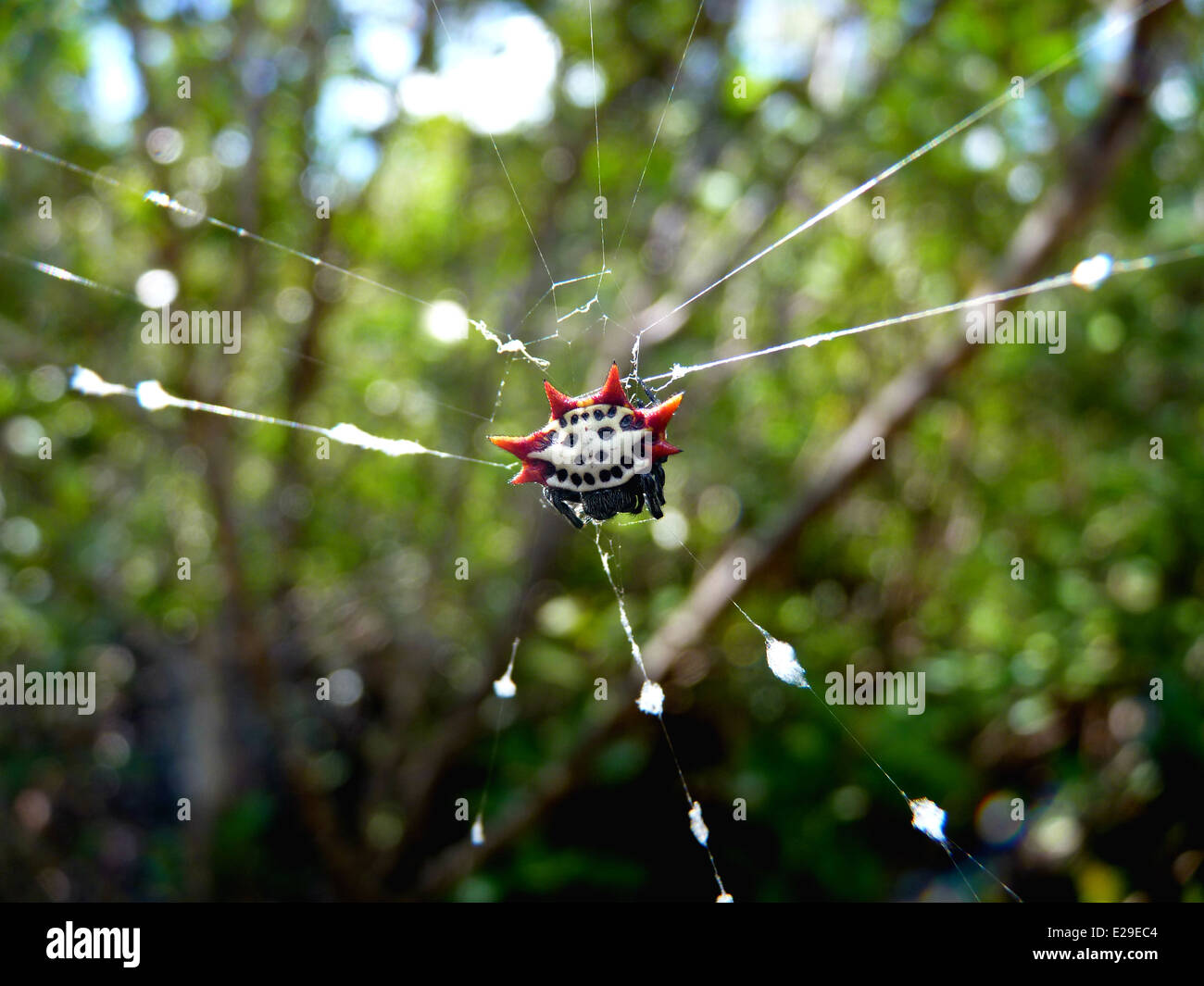 Orb Weaver Spider Stock Photo