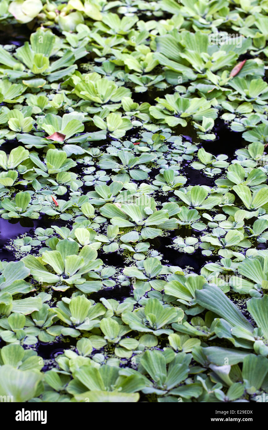 Pistia stratiotes. Water lettuce covering an ornamental pond. Stock Photo