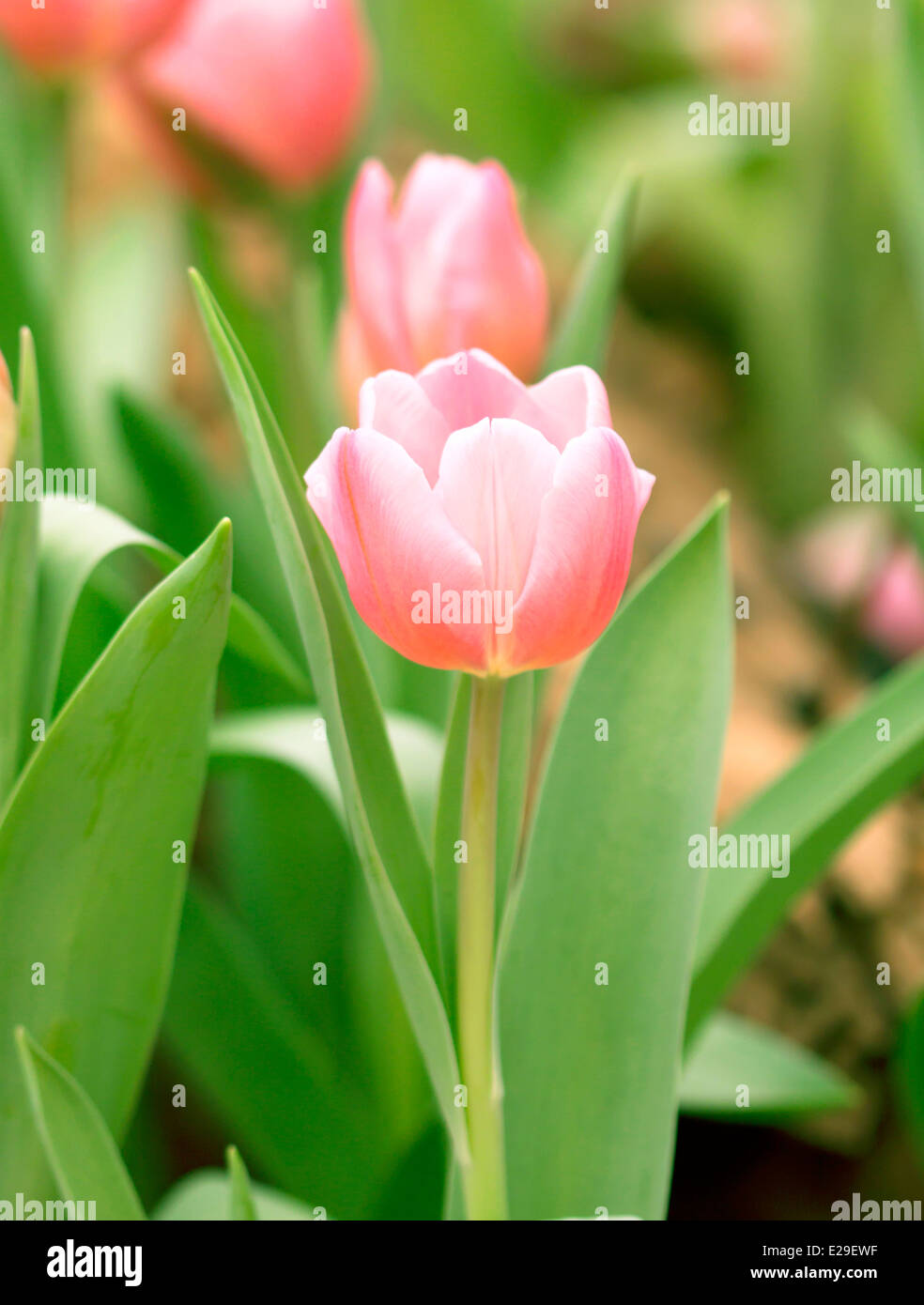 Tulip flower beautiful pink background with a bokeh Stock Photo - Alamy