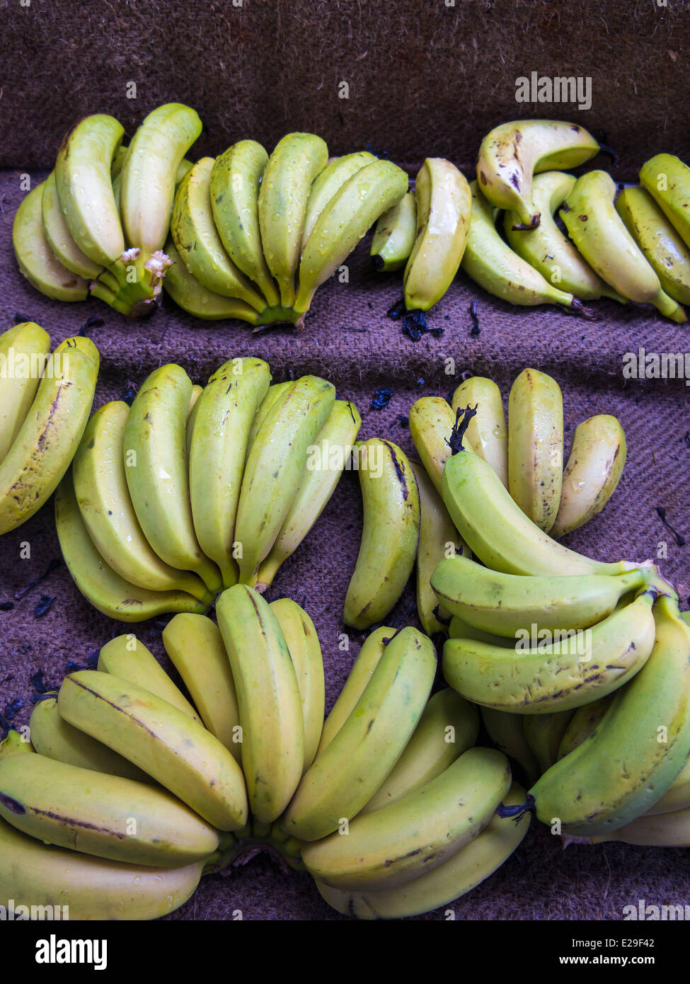 Close up of Banana in farmers market. Gold Coast, Queensland, Australia