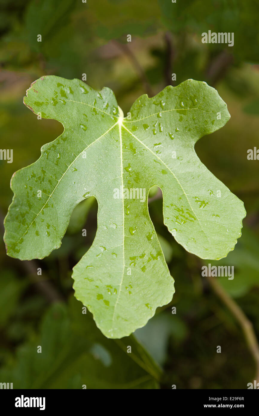 Fig leaf with interesting heavily textured Stock Photo