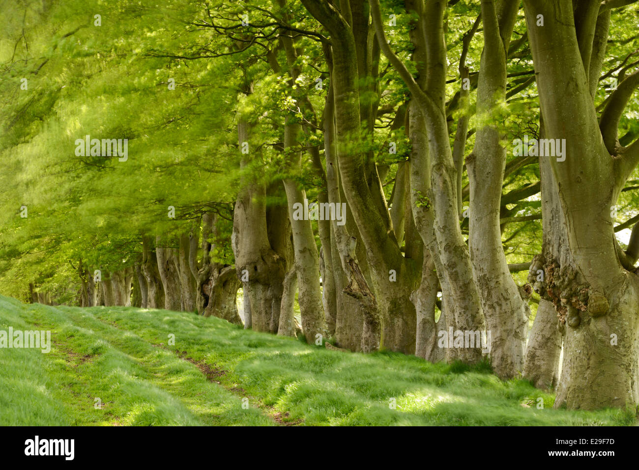 A row of Beech trees with fresh spring leaves at Draycott Sleights, Somerset. Stock Photo