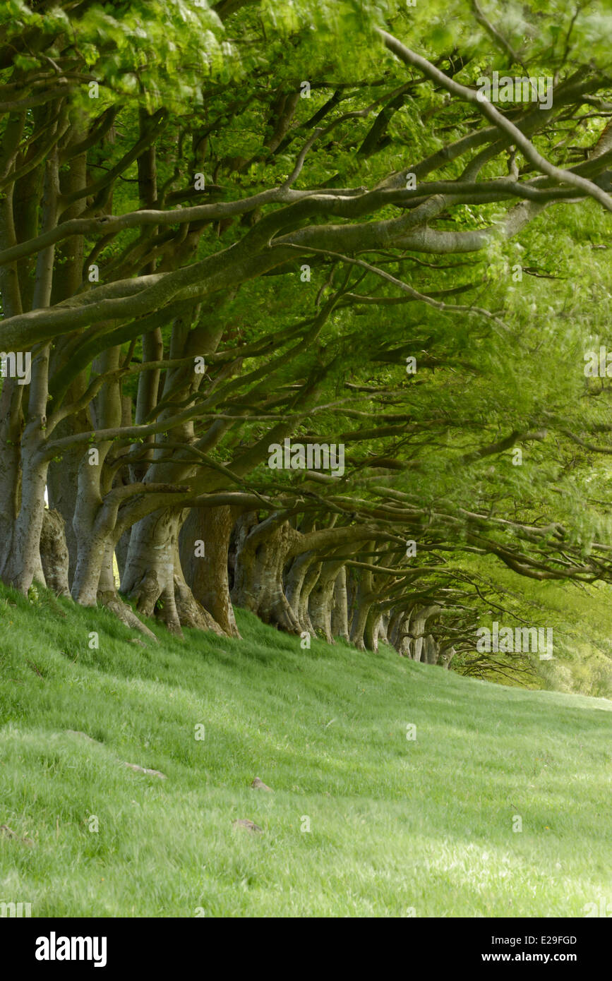 A row of Beech trees with fresh spring leaves at Draycott Sleights, Somerset. Stock Photo