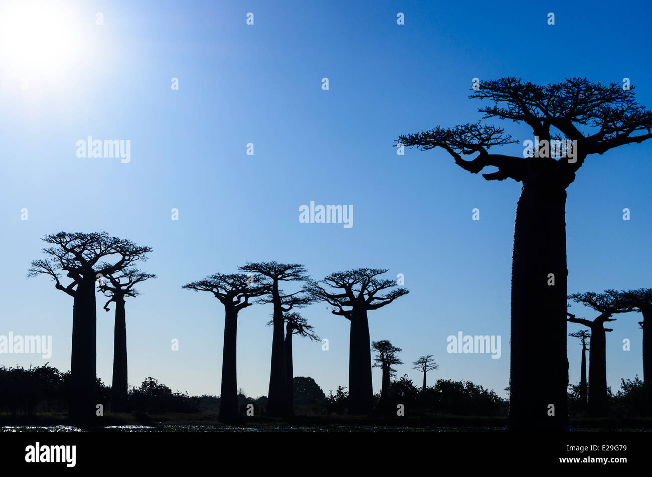 Baobab Trees, Madagascar Stock Photo - Alamy