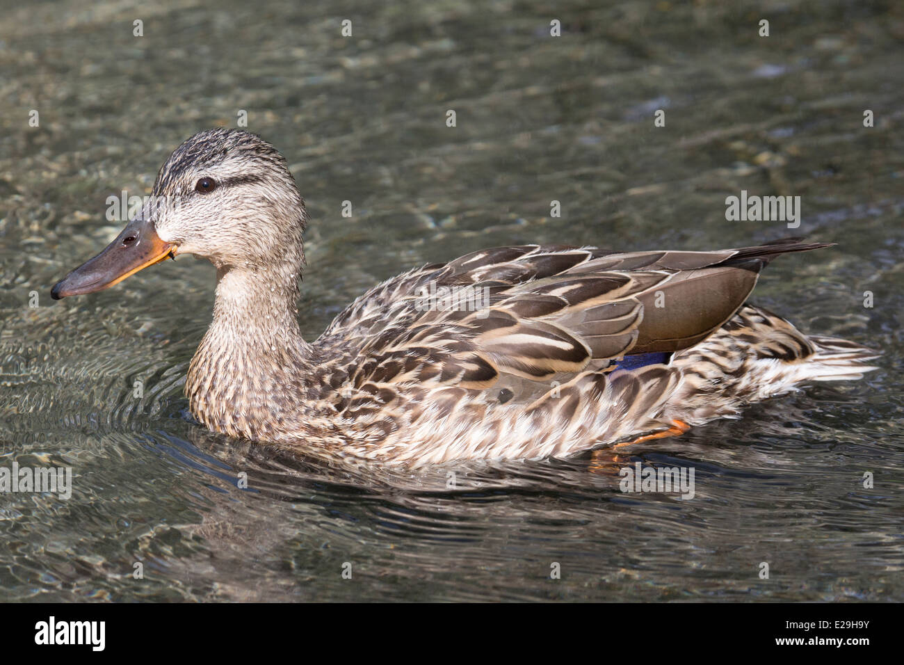 Mallard duck (Anas platyrhynchos) swimming Stock Photo