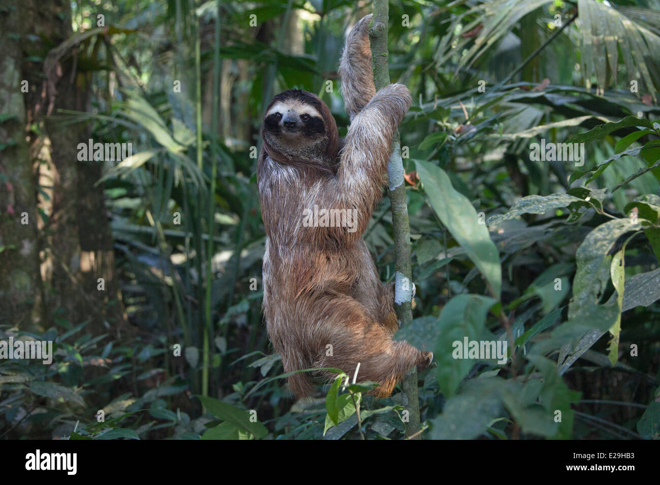 Young Brown-throated Three-toed Sloth (Bradypus variegatus) climbing up tree in Costa Rica tropical rainforest Stock Photo