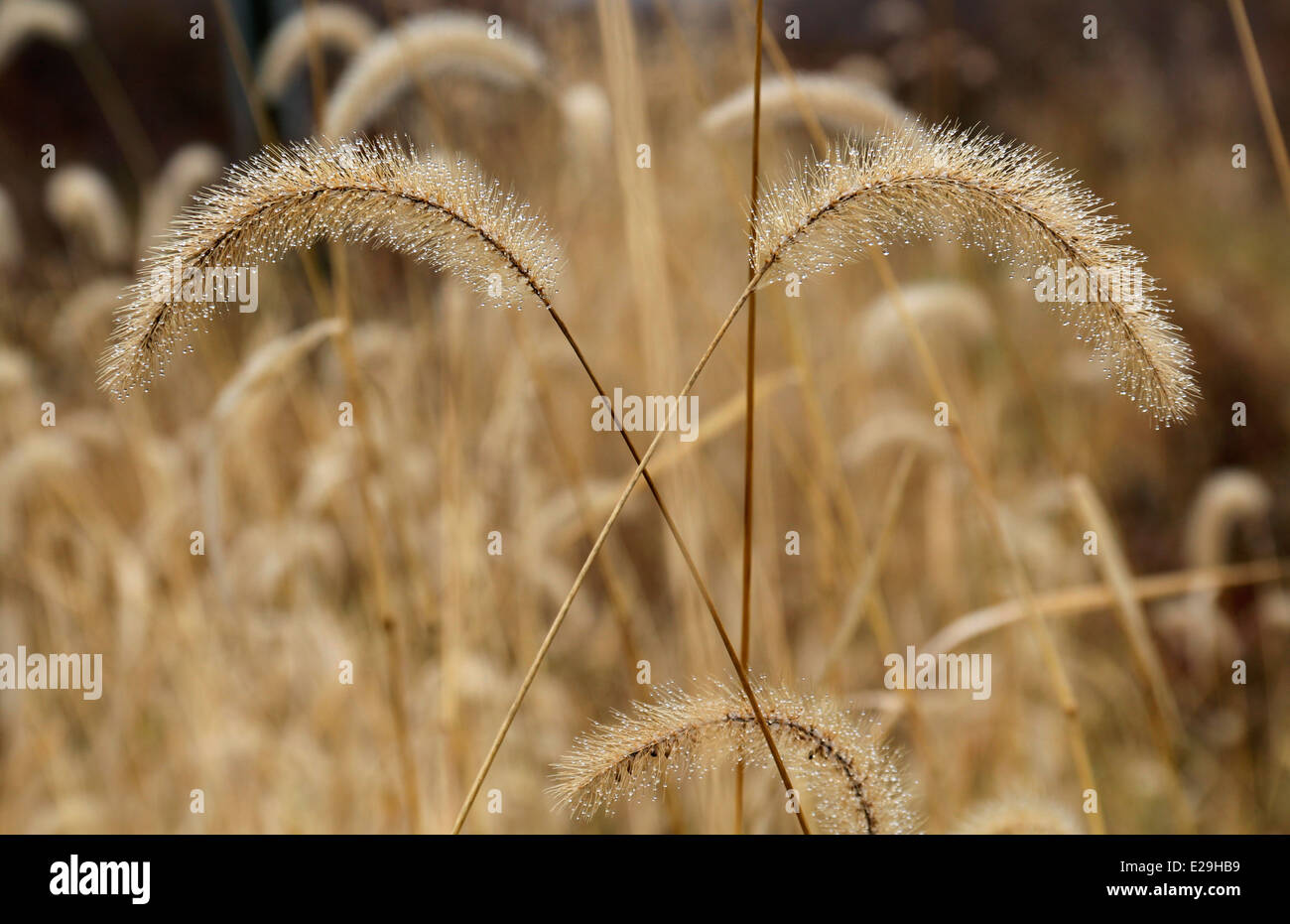 Tall criss-cross grass with dew drops. Stock Photo