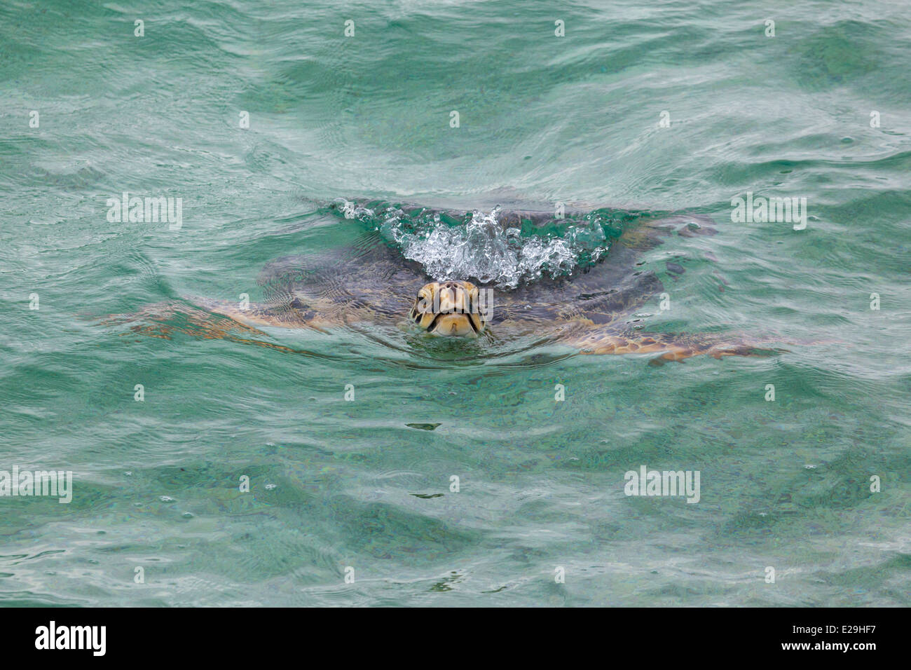 Hawaiian Green Sea Turtle (Chelonia mydas) surfacing to breathe in Papahanaumokuakea Marine National Monument Stock Photo