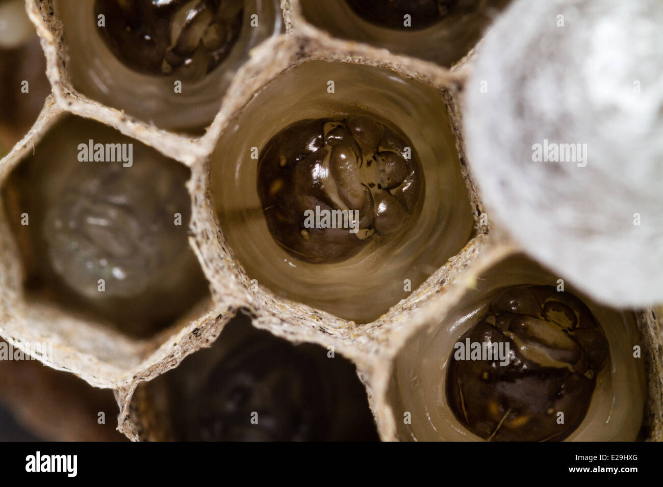 Wasp Larvae in nest Stock Photo
