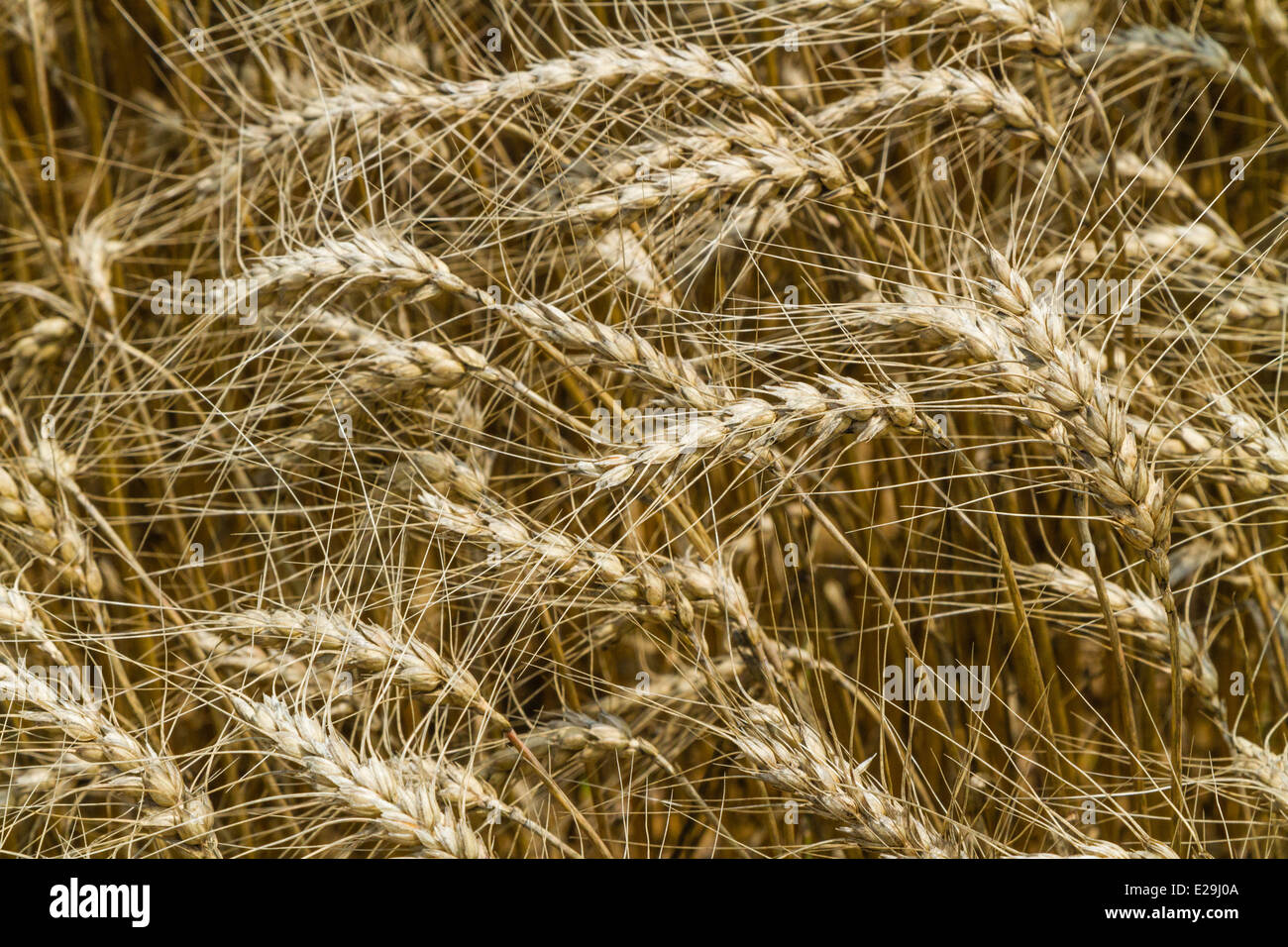 Bearded wheat hi-res stock photography and images - Alamy