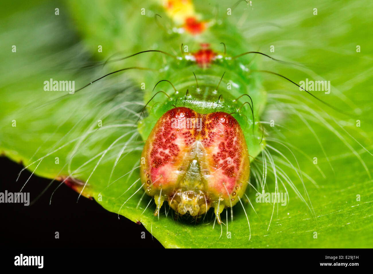 Caterpillar eyes hires stock photography and images Alamy