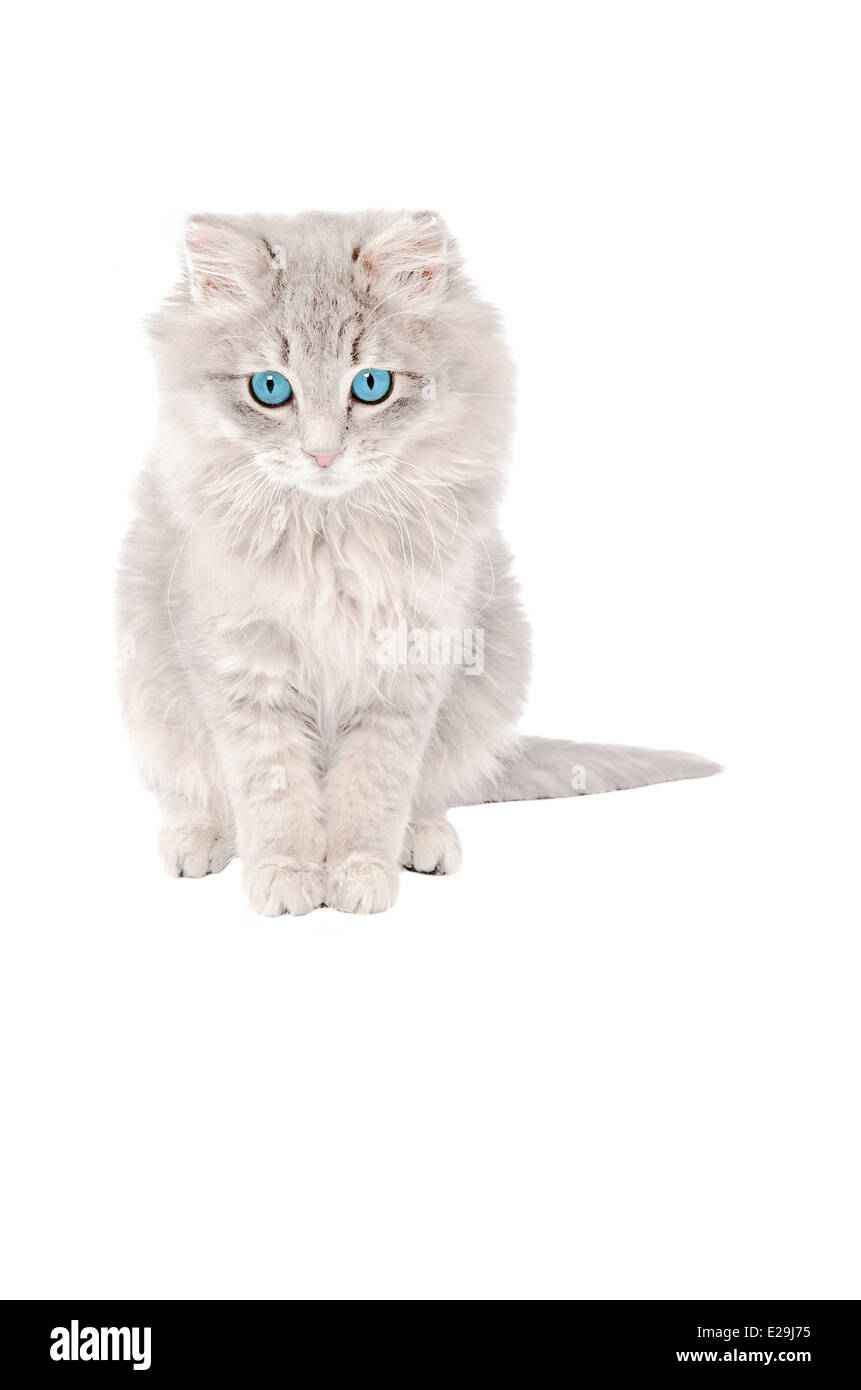 Sad fluffy grey kitten with blue eyes Stock Photo
