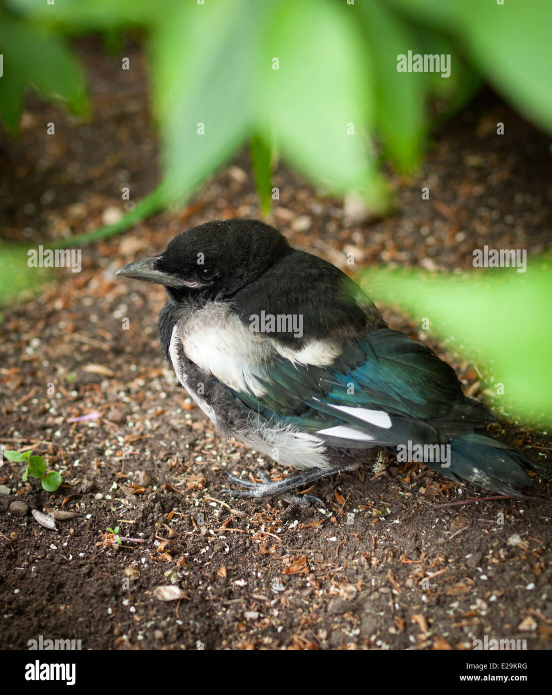 A Black-billed Magpie (Pica hudsonia) fledgling (age: approximately 3-4 weeks) in Edmonton, Alberta, Canada. Stock Photo
