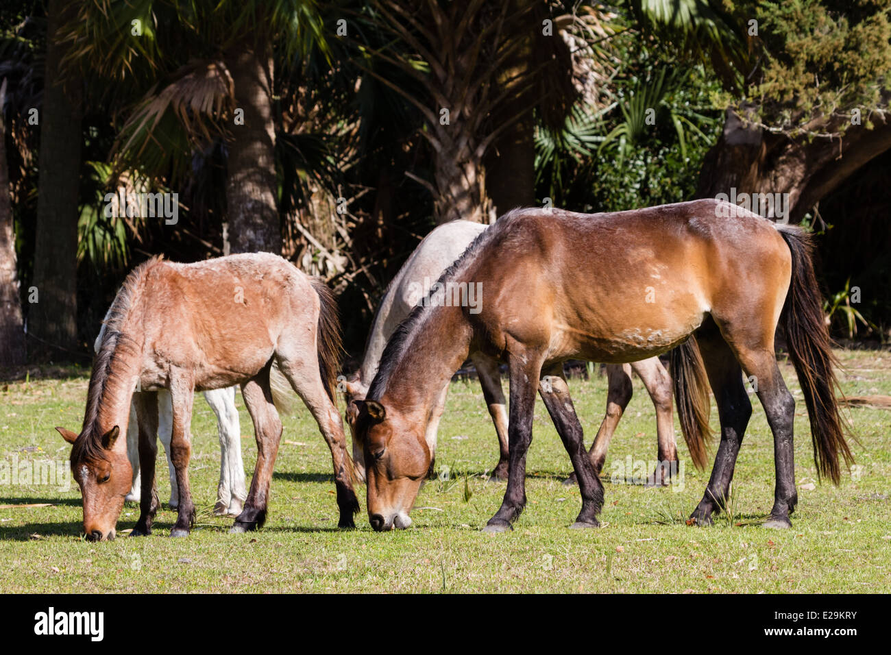 Wild Feral Horses, Cumberland Island National Seashore, Stock