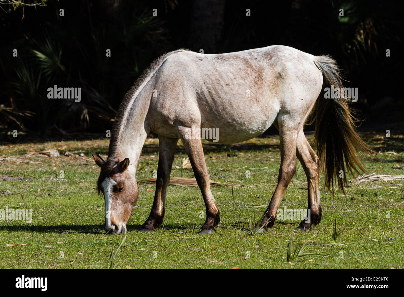 Wild Feral Horses, Cumberland Island National Seashore, Stock