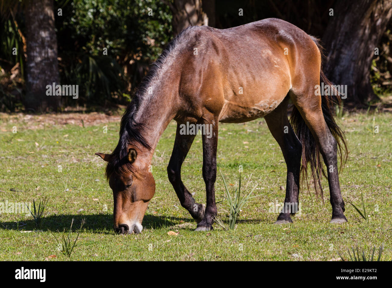 The barrier islands horses hires stock photography and images