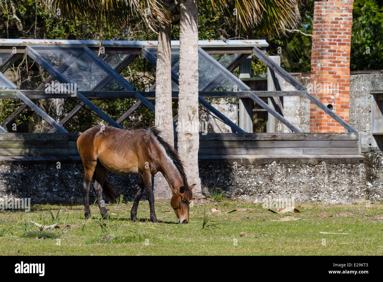 Wild Feral Horses, Cumberland Island National Seashore, Georgia Stock Photo