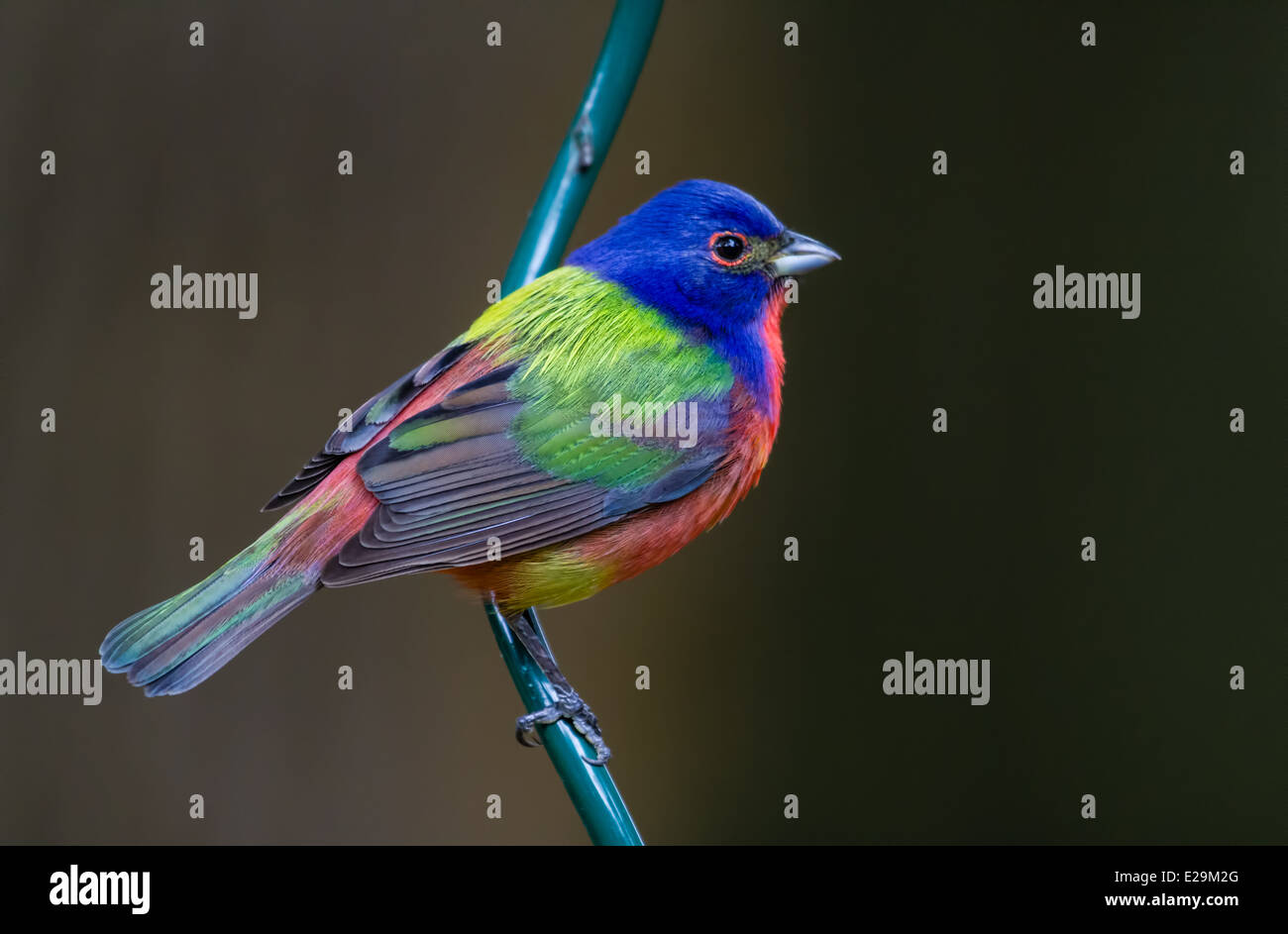 Male Painted Bunting (Passerina ciris) perched on a metal pole. Stock Photo
