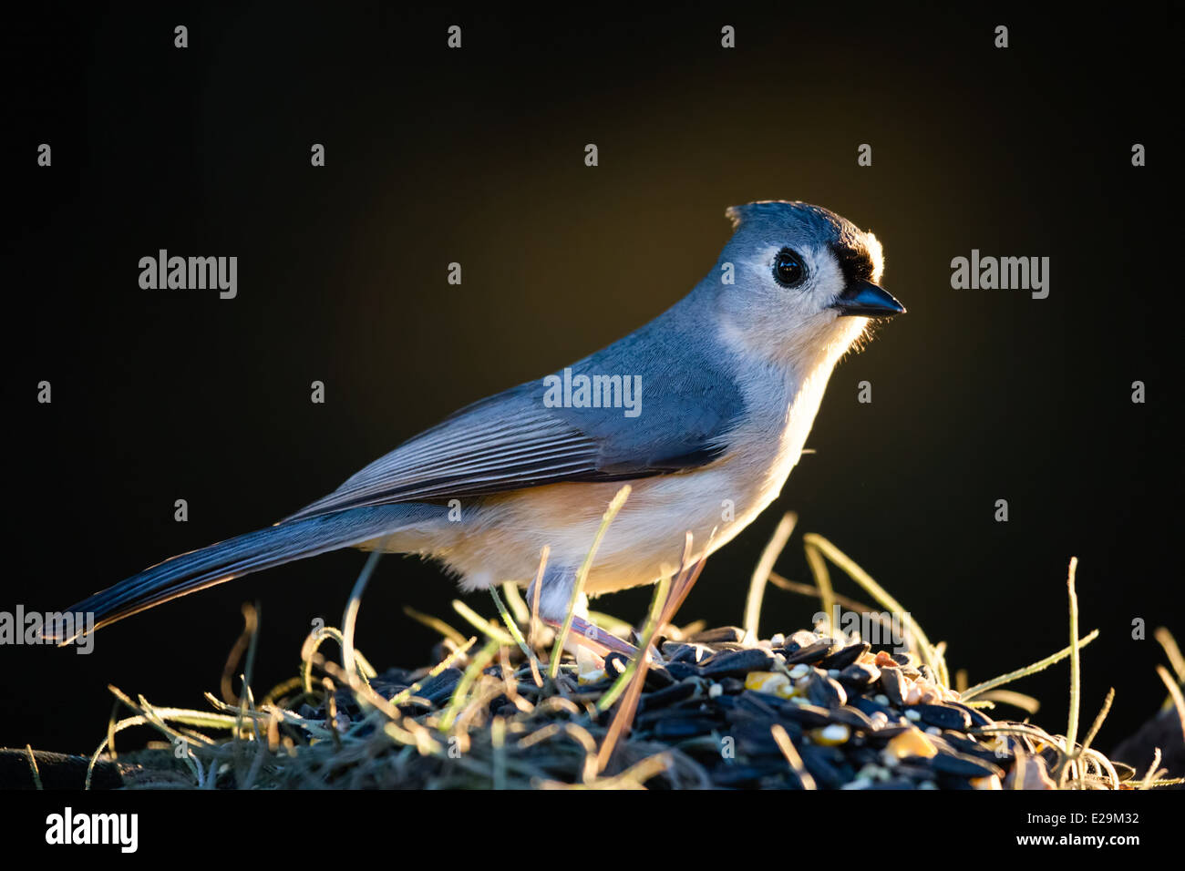 Tufted Titmouse (Baeolophus bicolor) perched on a branch lit by the sun. Stock Photo