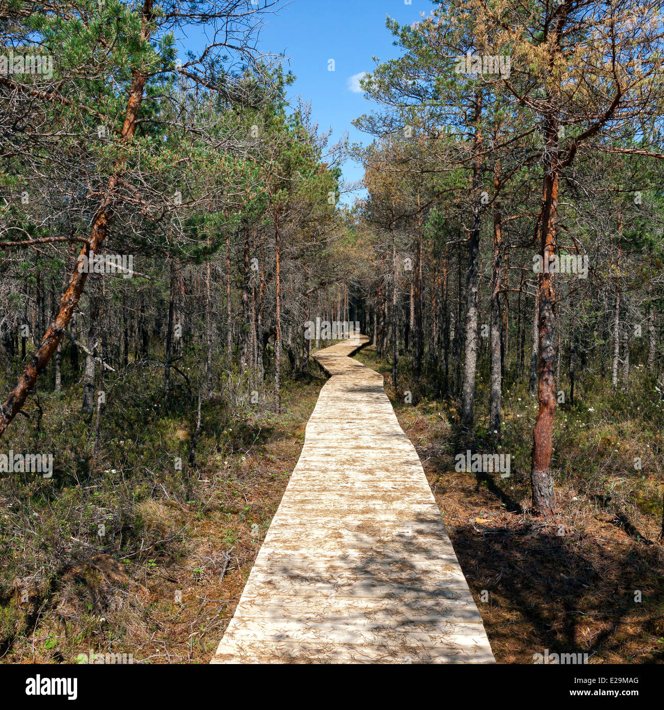 Top 95+ Images How To Build A Walkway Through A Swamp Latest