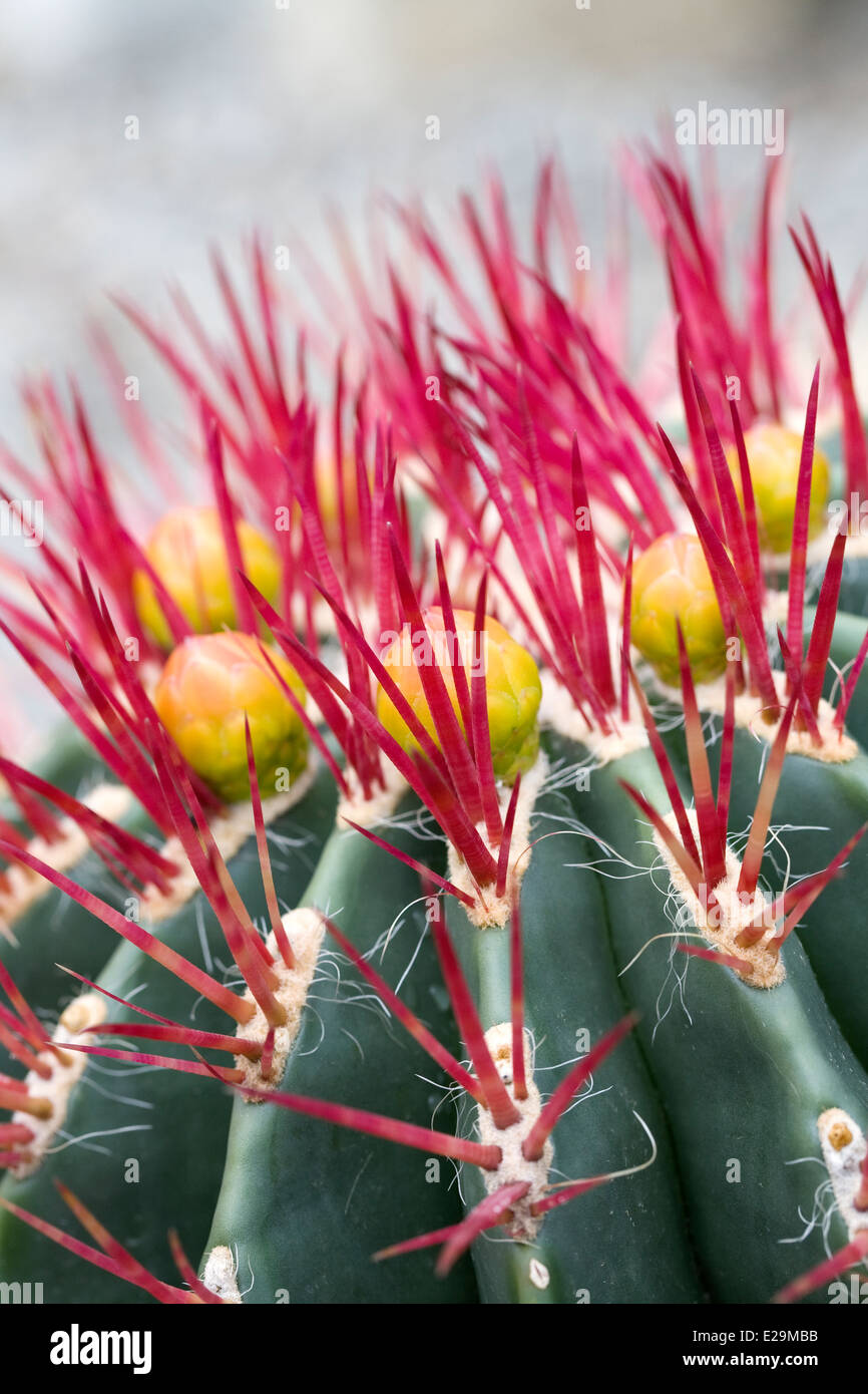 Ferocactus Pilosus. Mexican Fire Barrel Cactus. Stock Photo