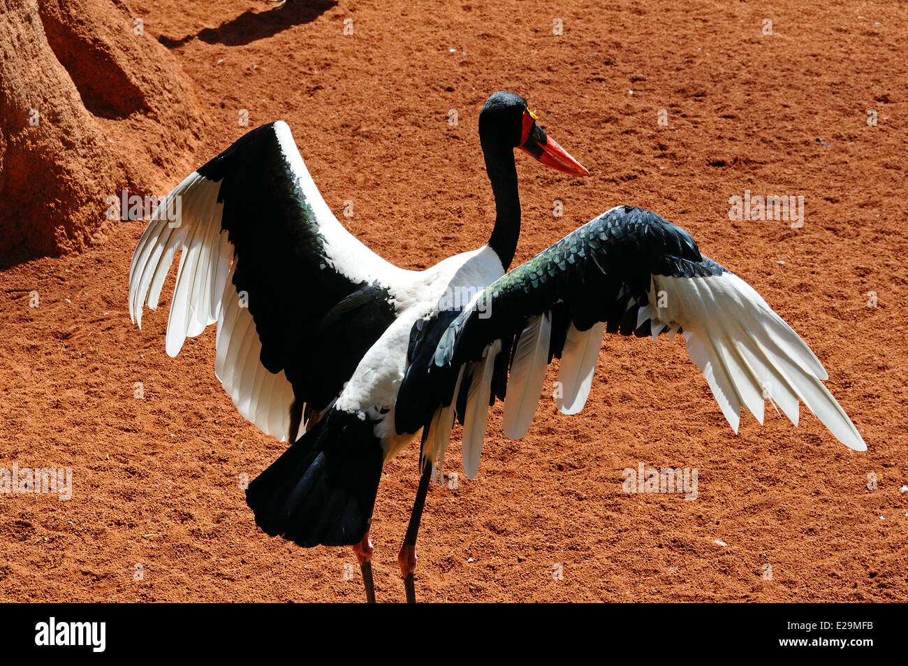 Saddlebill stork (Ephippiorhynchus Senegalensis). Stock Photo