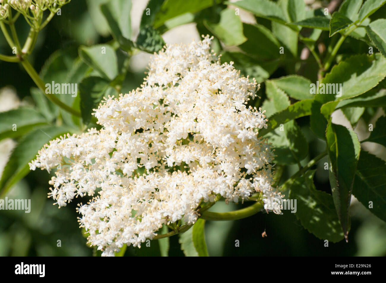 Elderflower Tree Elderflowers Stock Photo Alamy