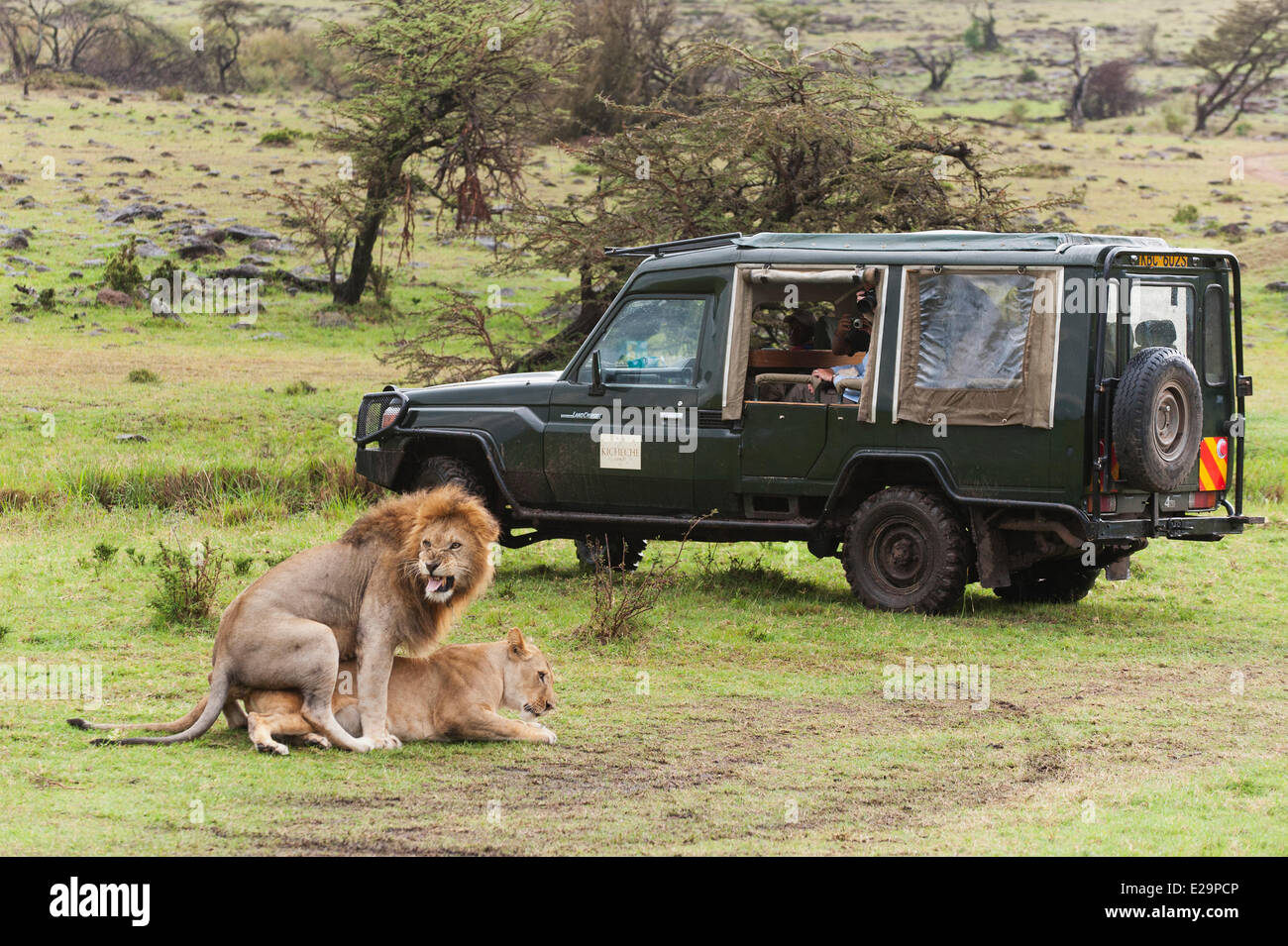 Kenya, Masai Mara, Lion (Panthera leo) mating Stock Photo - Alamy