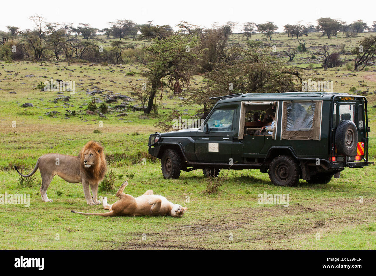 Kenya, Masai Mara, Lion (Panthera leo) mating Stock Photo - Alamy