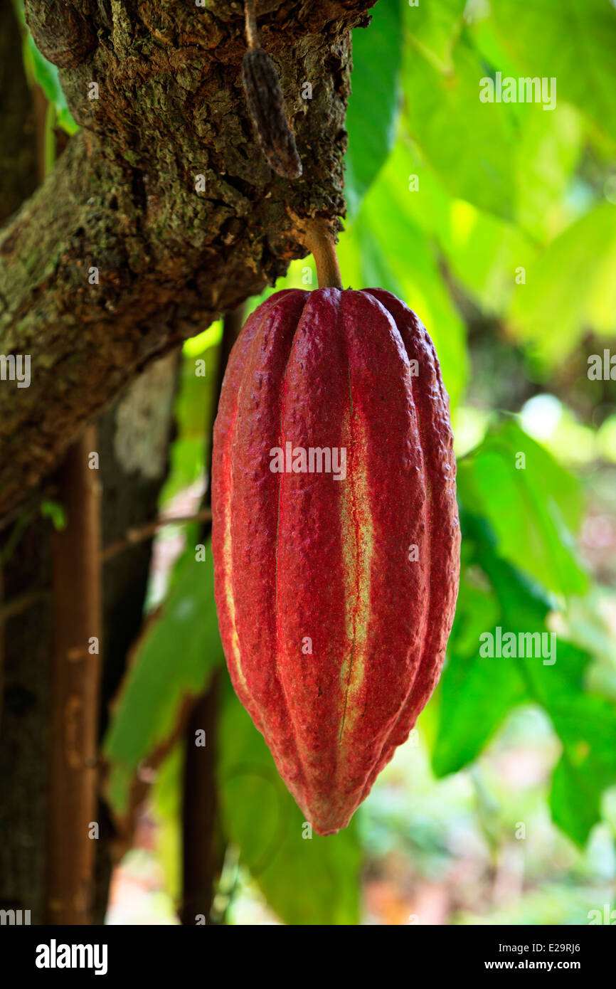 Seed pod of the Cocoa tree, growing in a cultivation area of Grenada, West Indies Stock Photo