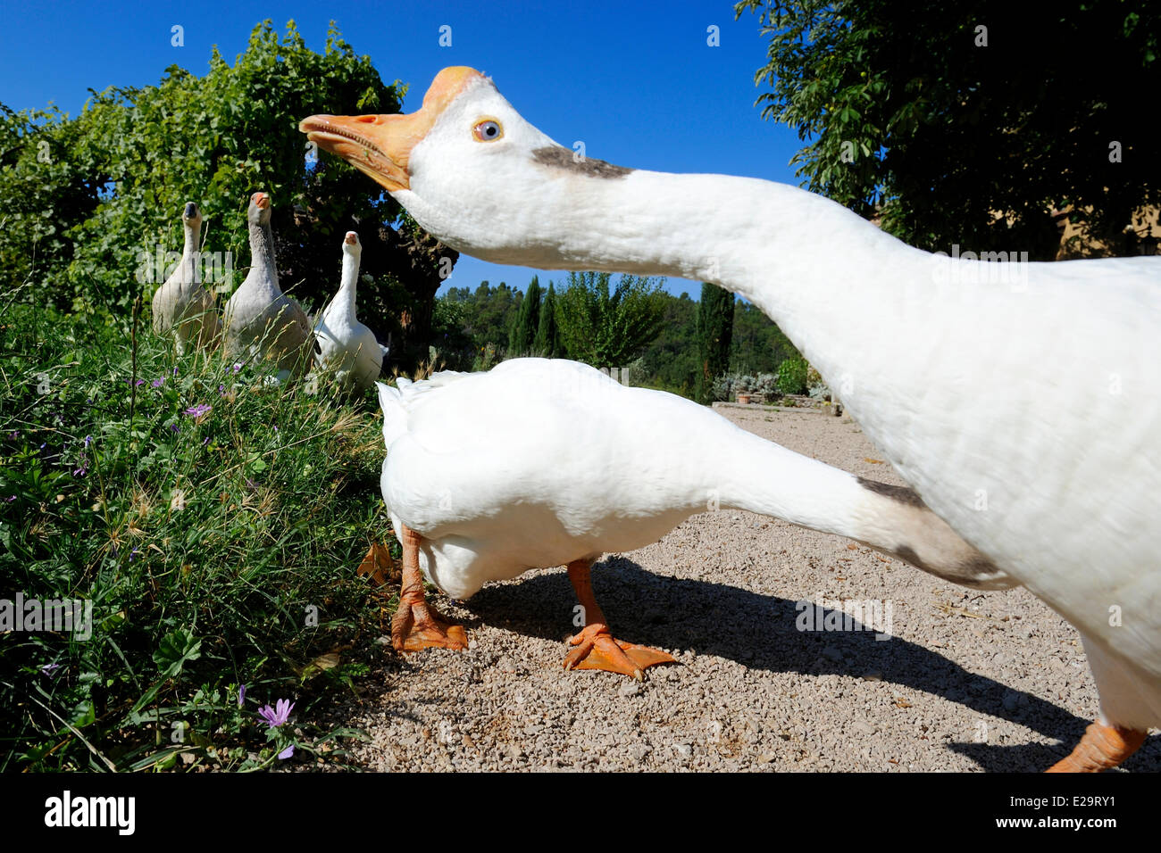 Bras var hi-res stock photography and images - Alamy