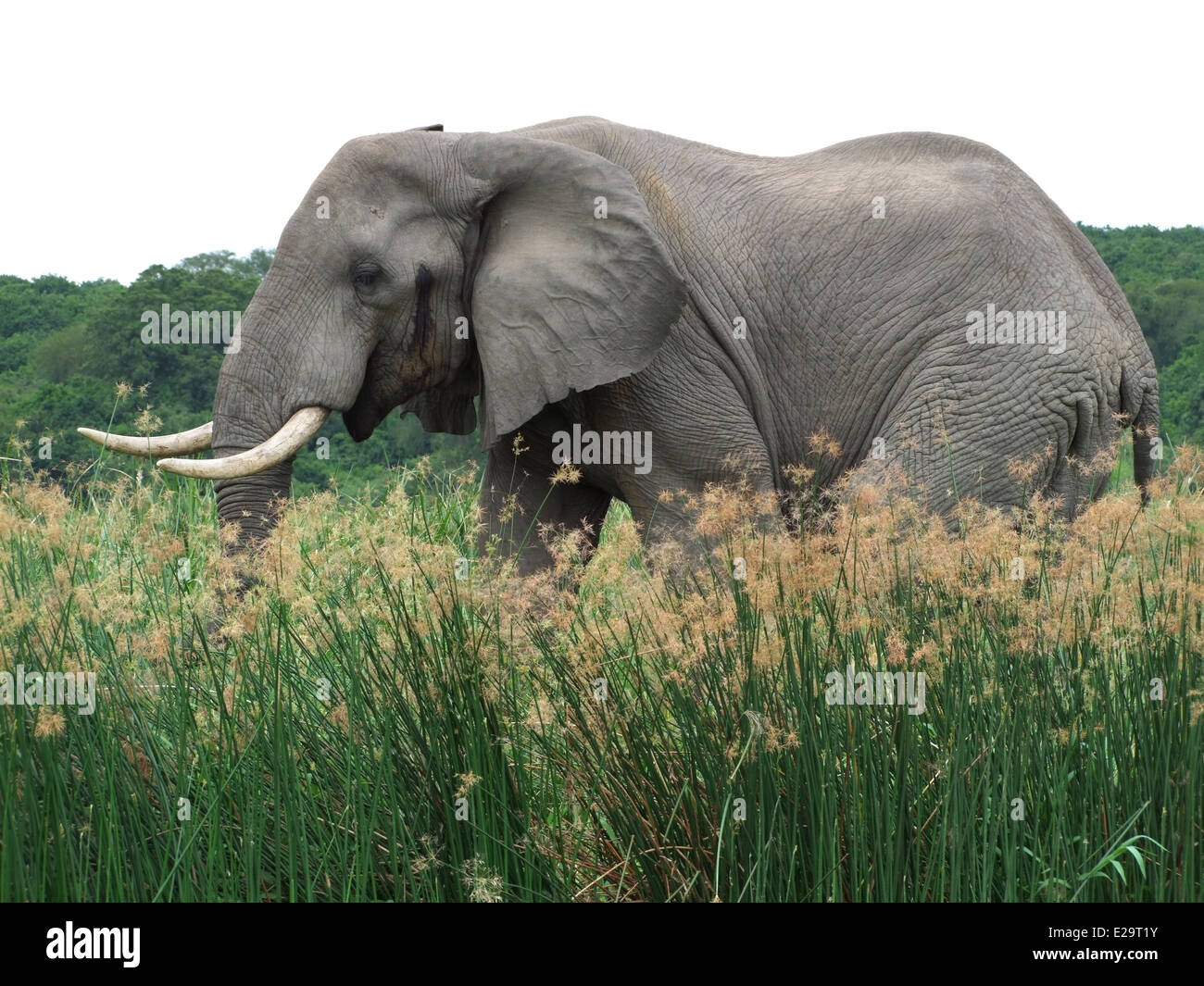 sideways shot of a elephant in Uganda (Africa) while walking through high grass Stock Photo