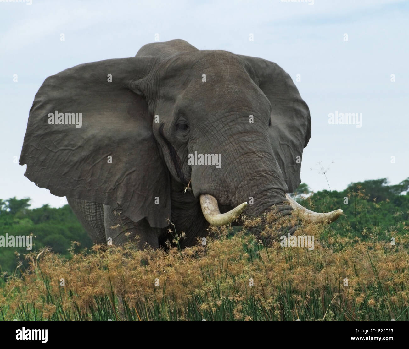 a elephant behind high grassy vegetation in Uganda (Africa) Stock Photo