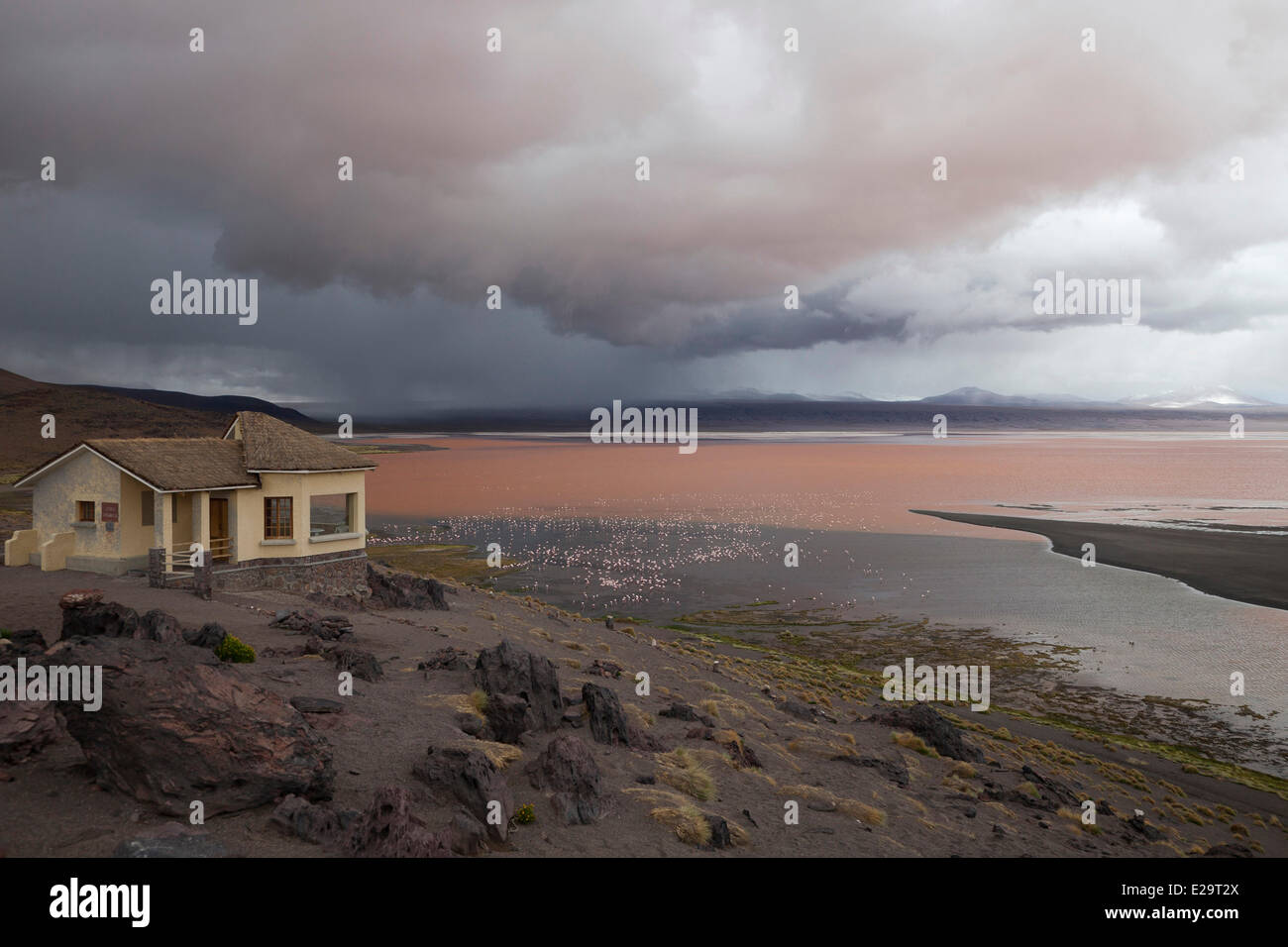 Bolivia, Potosi department, Eduardo Avaroa Andean Fauna National Reserve, the Laguna Colorada Stock Photo