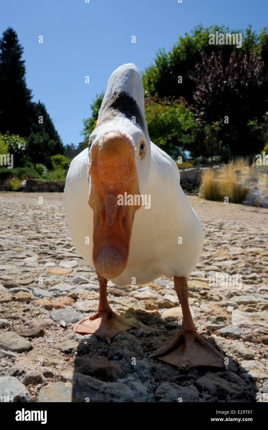Bras var hi-res stock photography and images - Alamy
